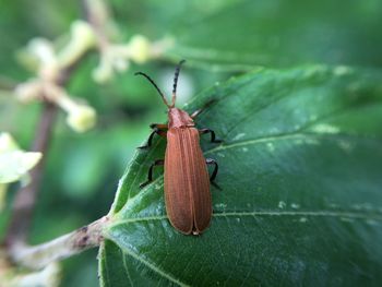 Close-up of insect on leaf