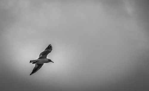 Low angle view of birds flying