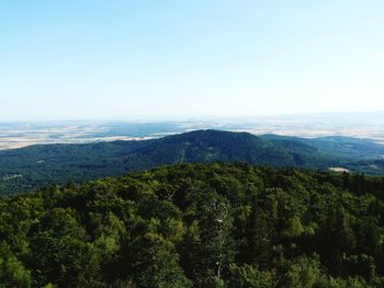 Scenic view of forest against clear sky