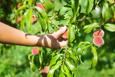 Close-up of hand holding plant