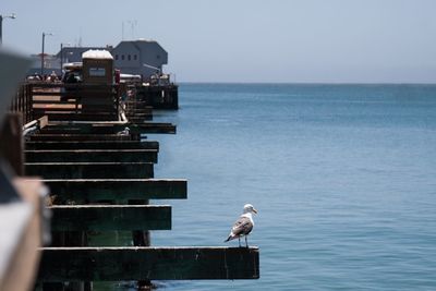 Seagull perching on a boat