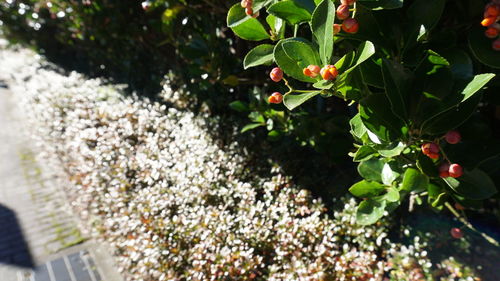 Close-up of fruit growing on tree