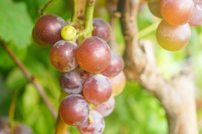 Close-up of grapes growing on tree