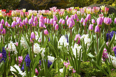 Close-up of pink tulip flowers in field