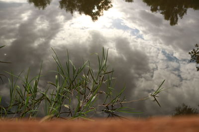 Low angle view of plants on land against sky