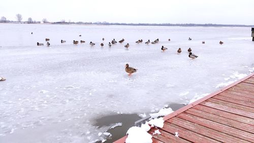 Birds swimming in lake during winter