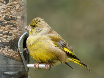 Close-up of bird perching outdoors