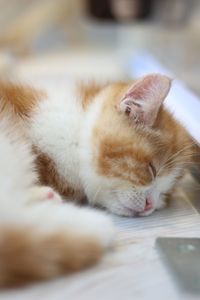 Close-up of cat sleeping