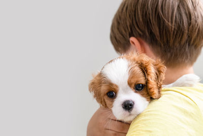 Boy holding a puppy cavalier king charles spaniel blenheim. close up portrait of cute dog copy space