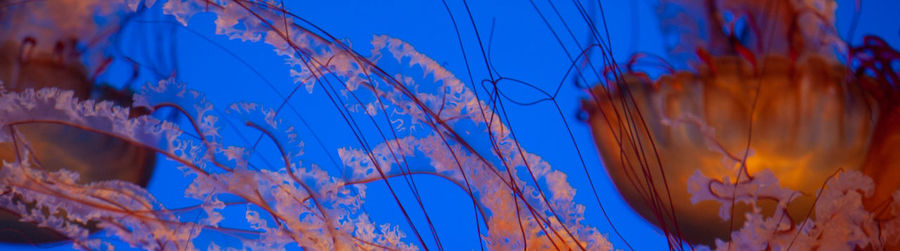 Close-up of jellyfish in sea