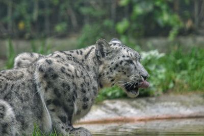 Close-up of a cat