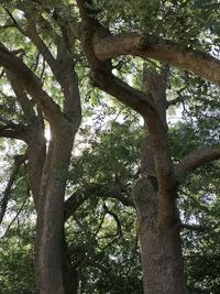 Low angle view of tree trunk