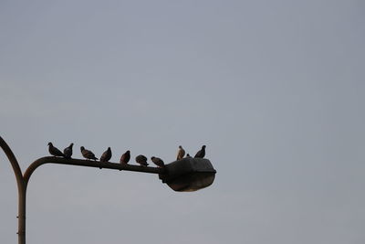 Low angle view of birds perching on power lines against clear sky