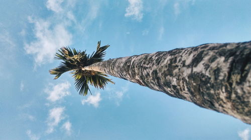 Low angle view of palm trees against blue sky