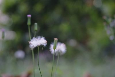 Close-up of white flower