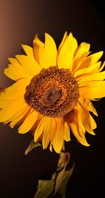 Close-up of sunflower against black background