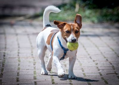 Portrait of dog on footpath with tennis ball in mouth