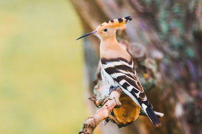 Close-up of hoopoe perching on branch