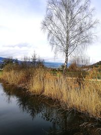 Bare tree by lake against sky