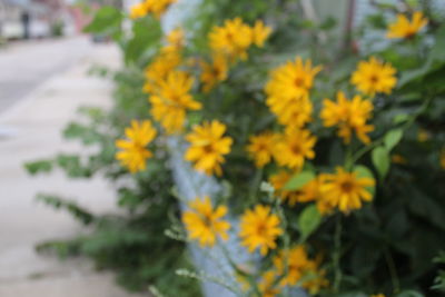 Close-up of marigold blooming outdoors