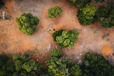 High angle view of plants growing on land