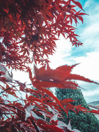 Close-up of tree against sky during autumn