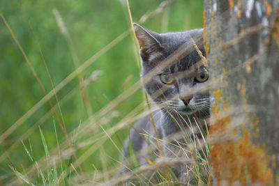 Close-up portrait of a cat