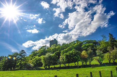 Trees on field against blue sky on sunny day