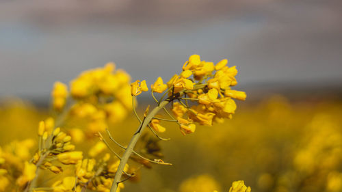 Close-up of yellow flowering plant on field