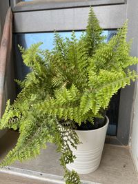 Close-up of potted plant against wall in yard