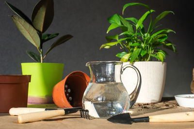 Indoor ficus plants are on the table for transplanting. a tool for transplanting