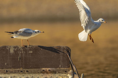 Seagulls flying over sea