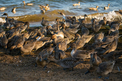 Flock of birds in the sea