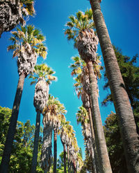 Low angle view of palm trees against blue sky