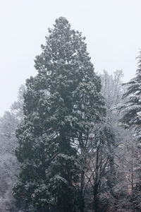 Low angle view of trees against sky