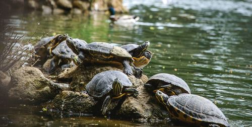 Turtles on rocks by lake