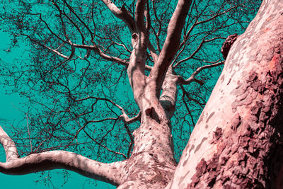 Low angle view of bare tree against sky