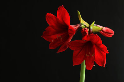 Close-up of red flower over black background