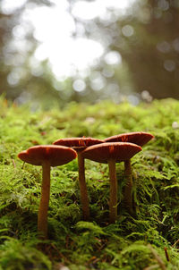 Close-up of mushroom growing on field