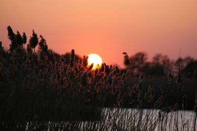 Close-up of plants during sunset