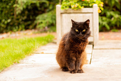 Portrait of cat sitting on footpath