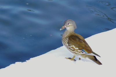 Close-up of bird perching on snow