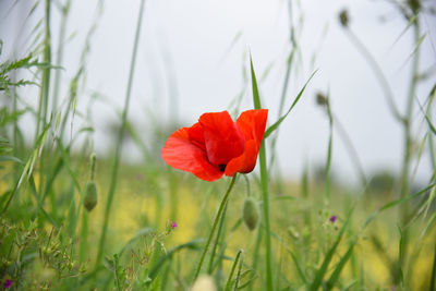 Close-up of red poppy flower on field