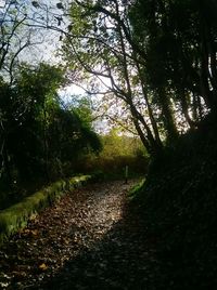 View of trees in forest