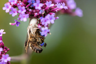 Close-up of bee pollinating on purple flower