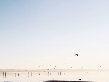 Birds flying over beach against clear sky