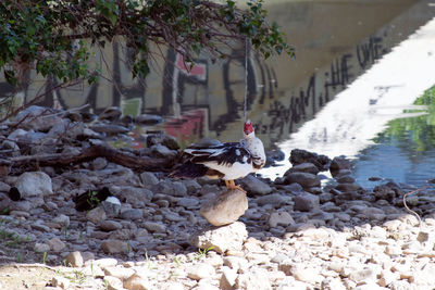 View of birds in water