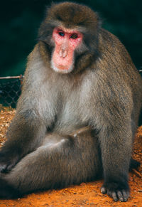 Portrait of monkey sitting outdoors