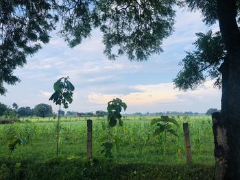 Scenic view of field against sky