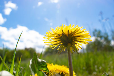 Close-up of yellow flowering plant on field